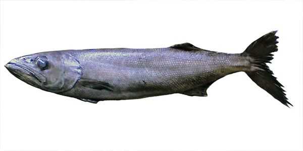 Oilfish