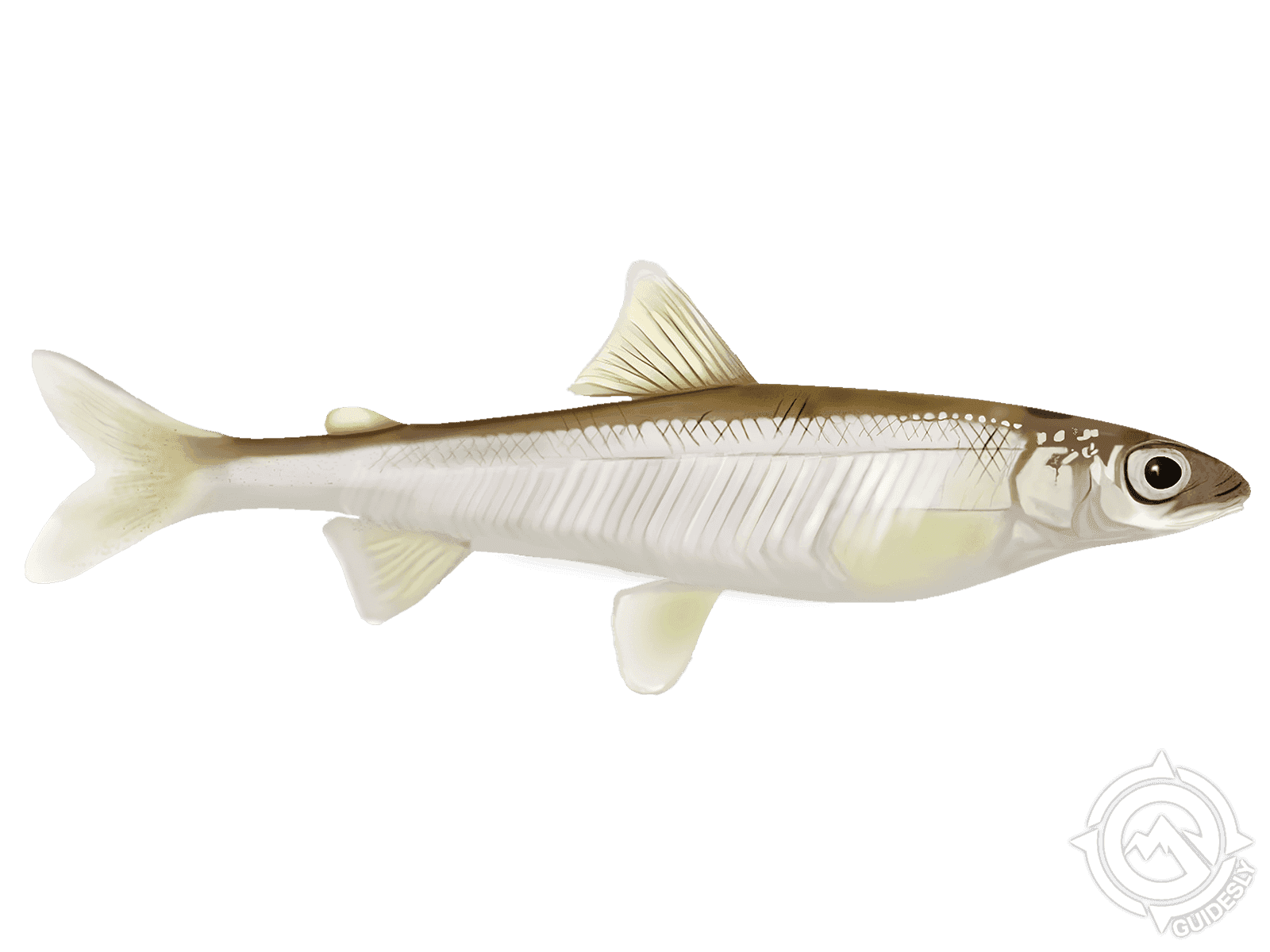 Pygmy Whitefish