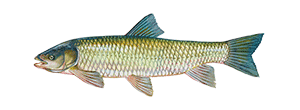 Grass Carp