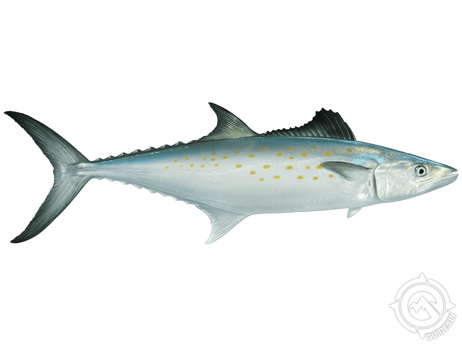 Spanish Mackerel