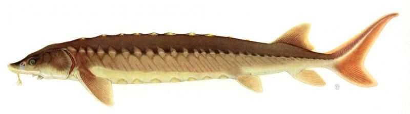 Shortnose Sturgeon