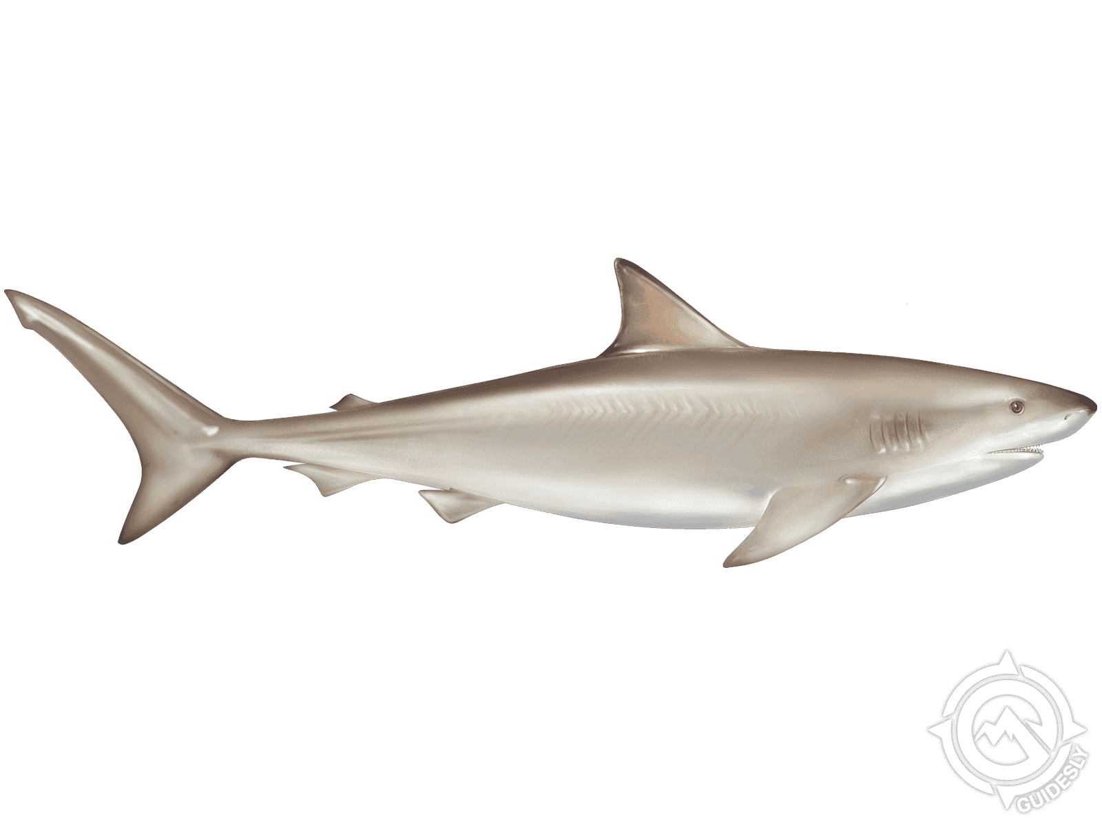 Blacknose Shark