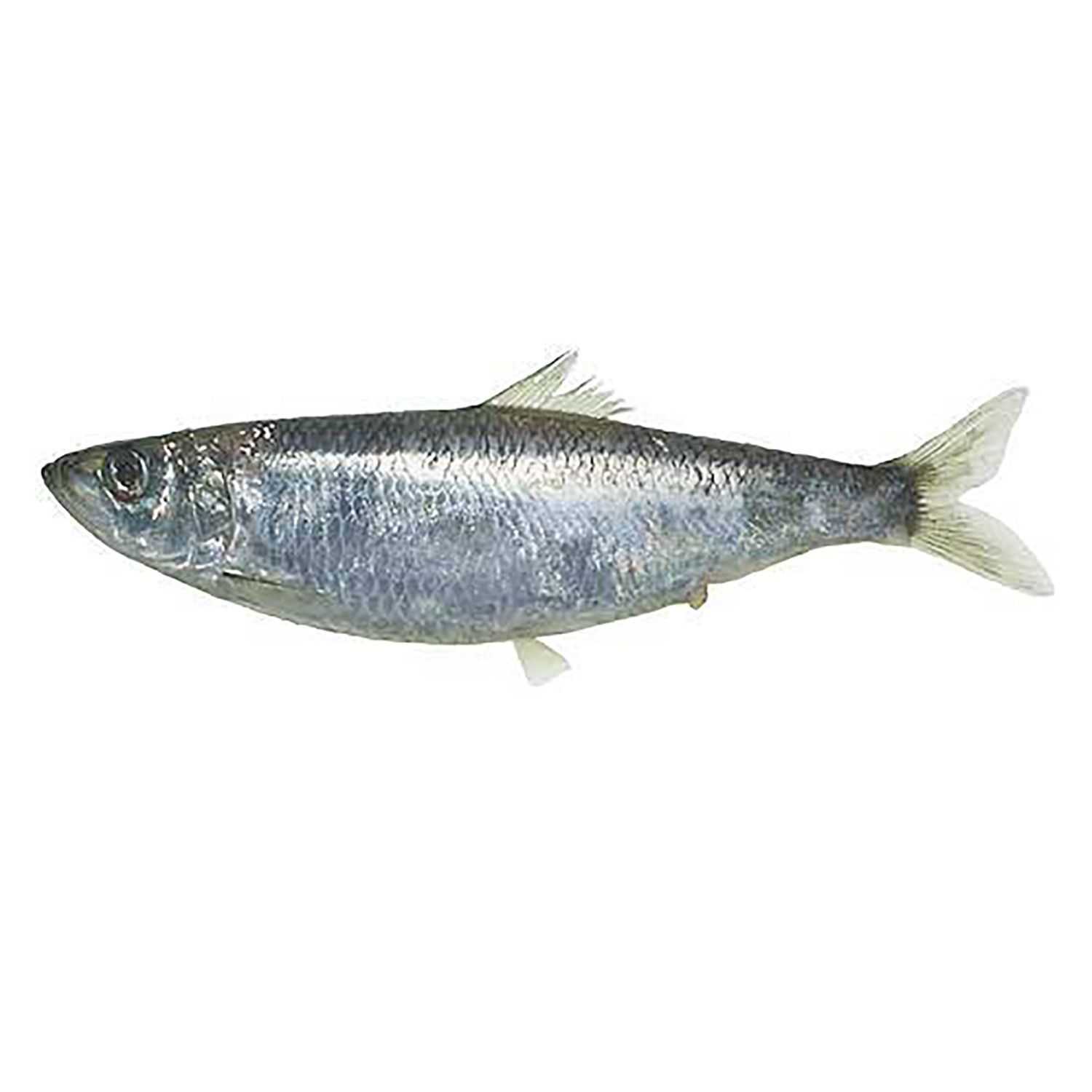 Pacific Herring