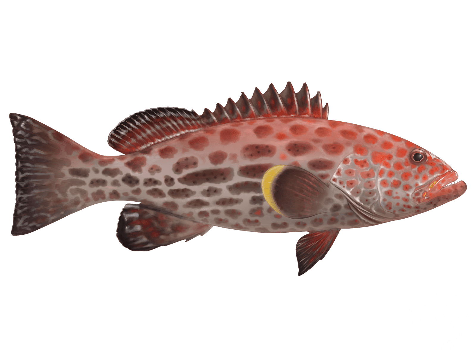 Yellowfin Grouper