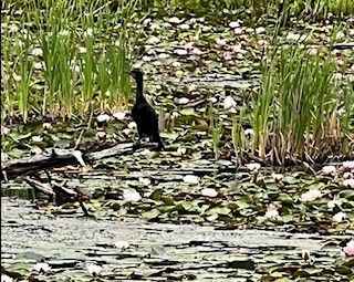 How to Become a Birding Guide 