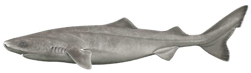 Greenland Shark