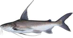 Hardhead Sea Catfish