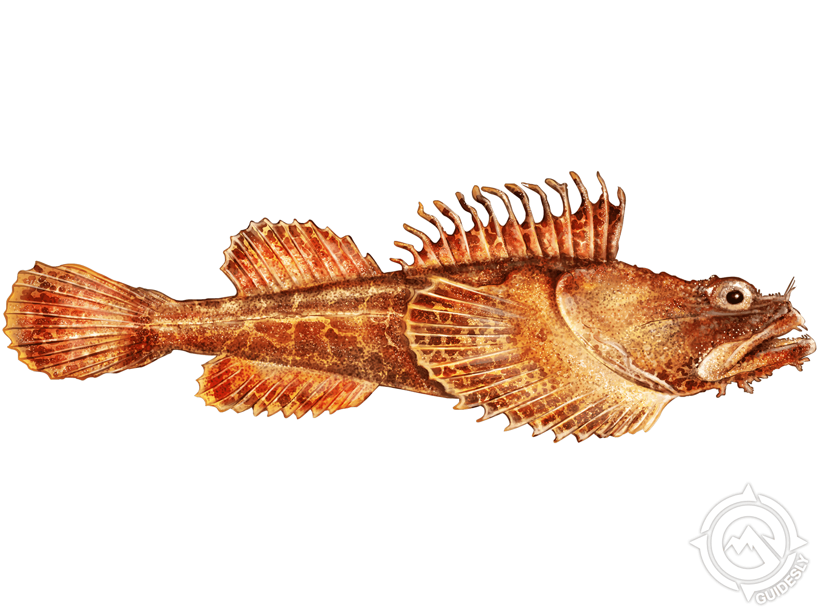 Bigmouth Sculpin