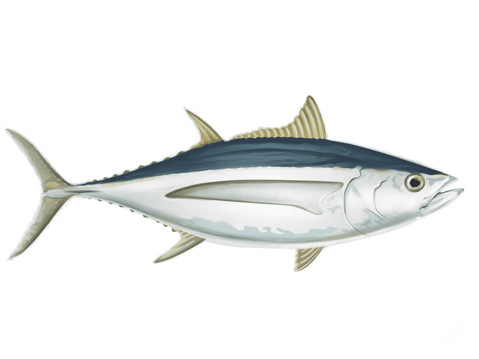 Albacore Tuna