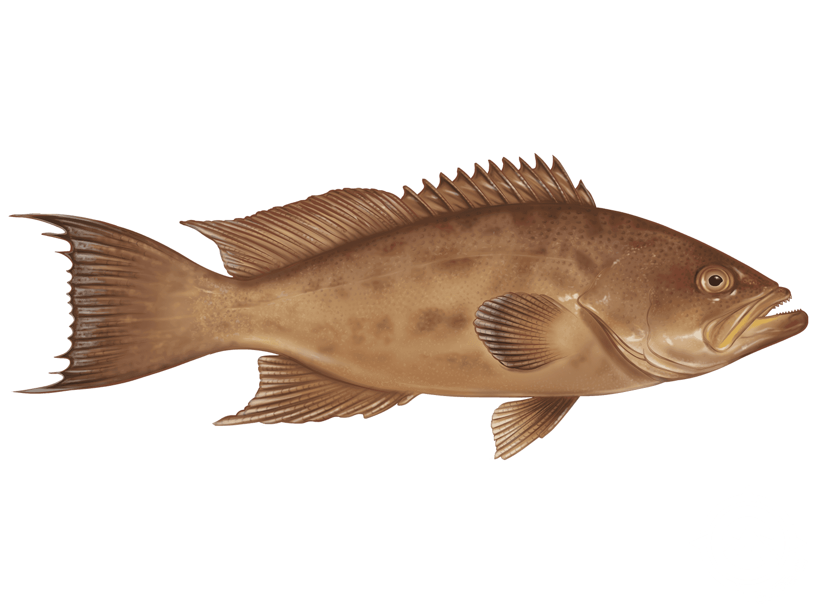 Scamp Grouper