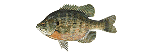 Bluegill