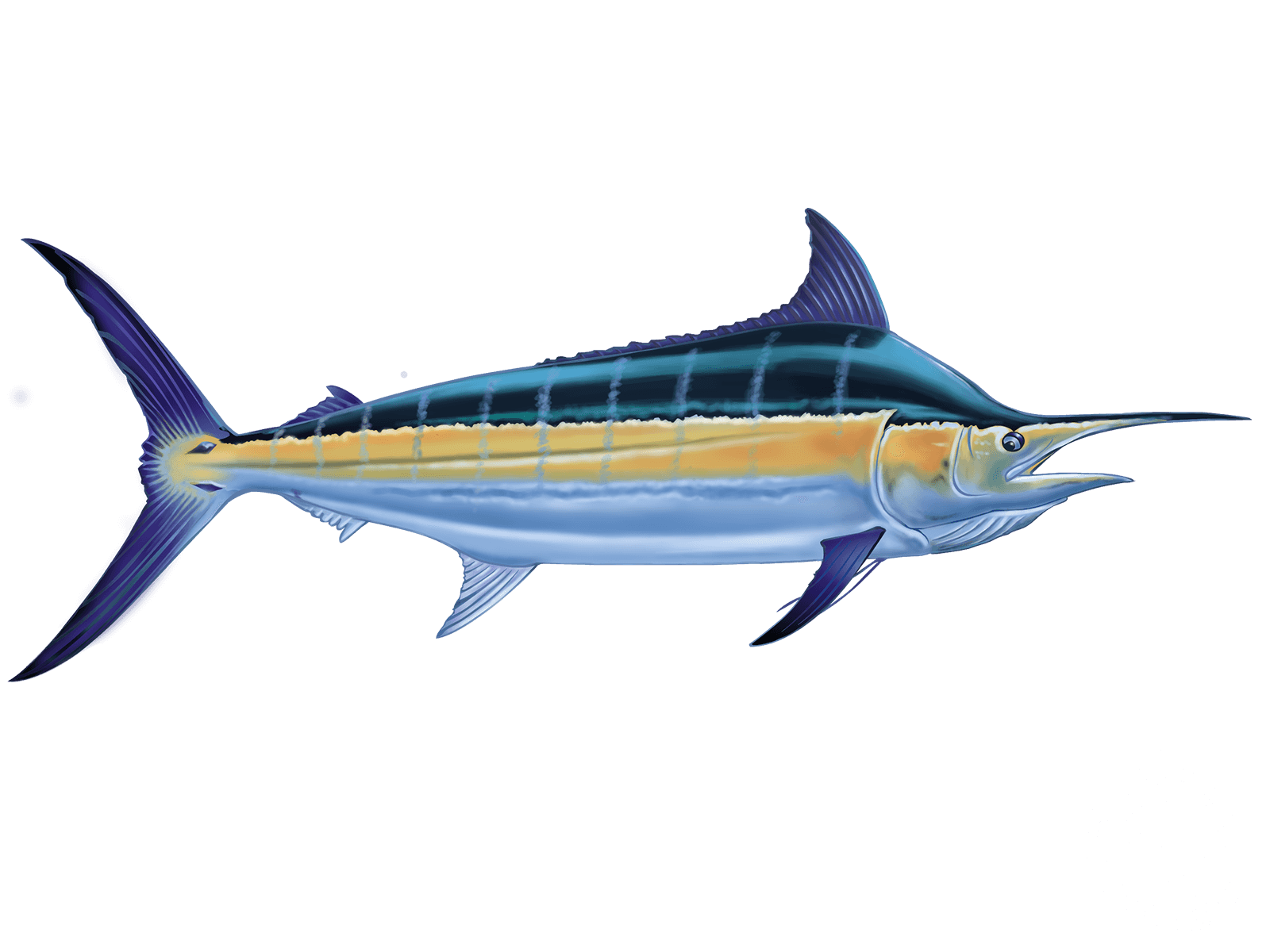 Black Marlin