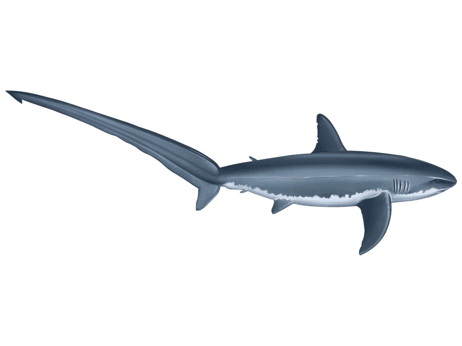 Thresher Shark