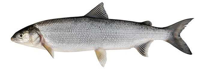 Ocean Whitefish