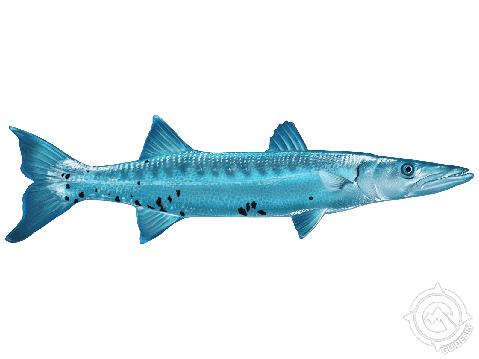 Barracuda