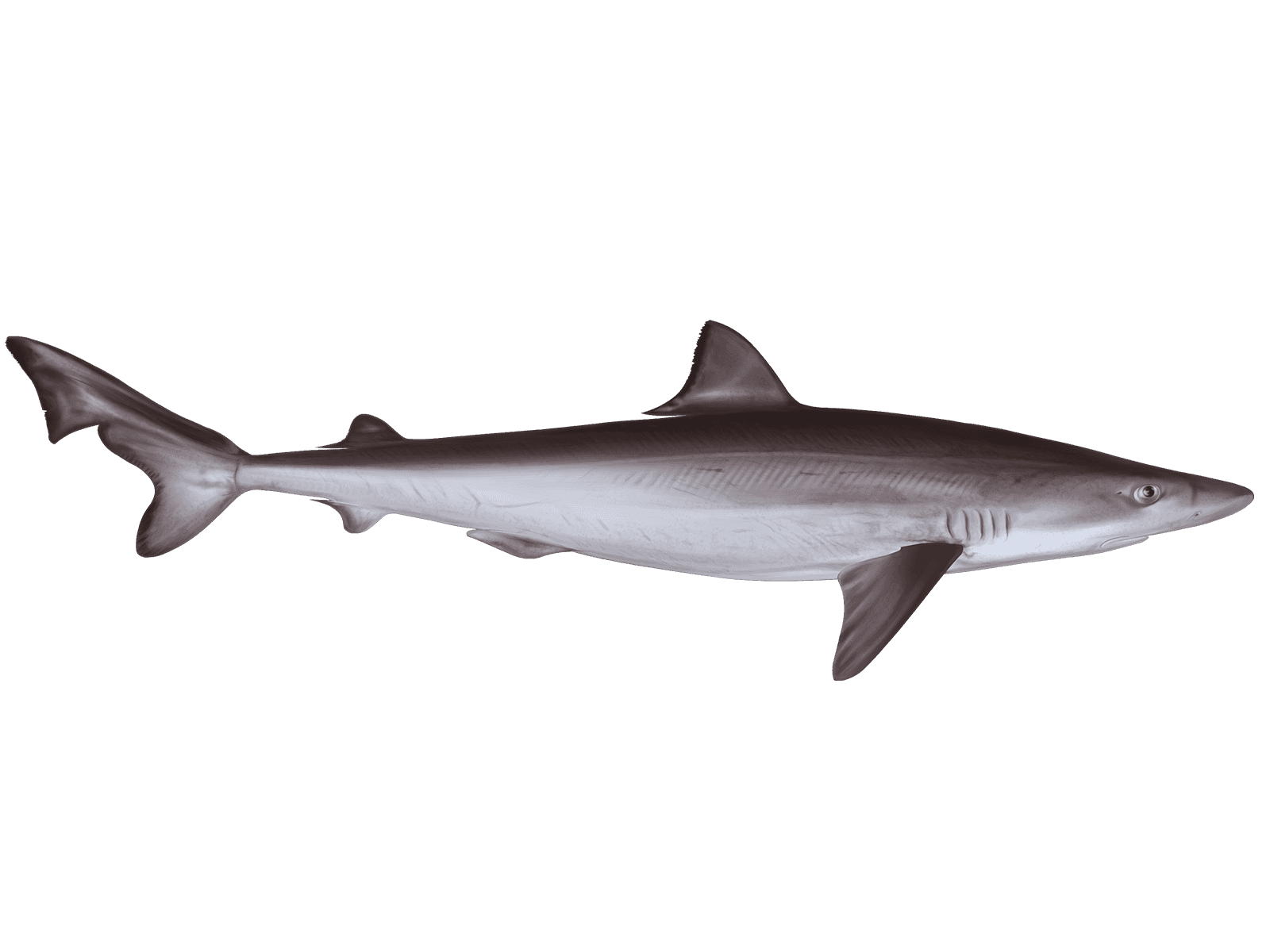 Tope Shark