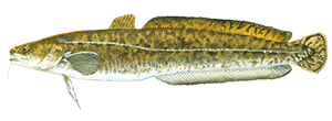 Burbot