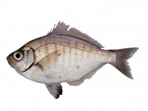 Walleye Surfperch