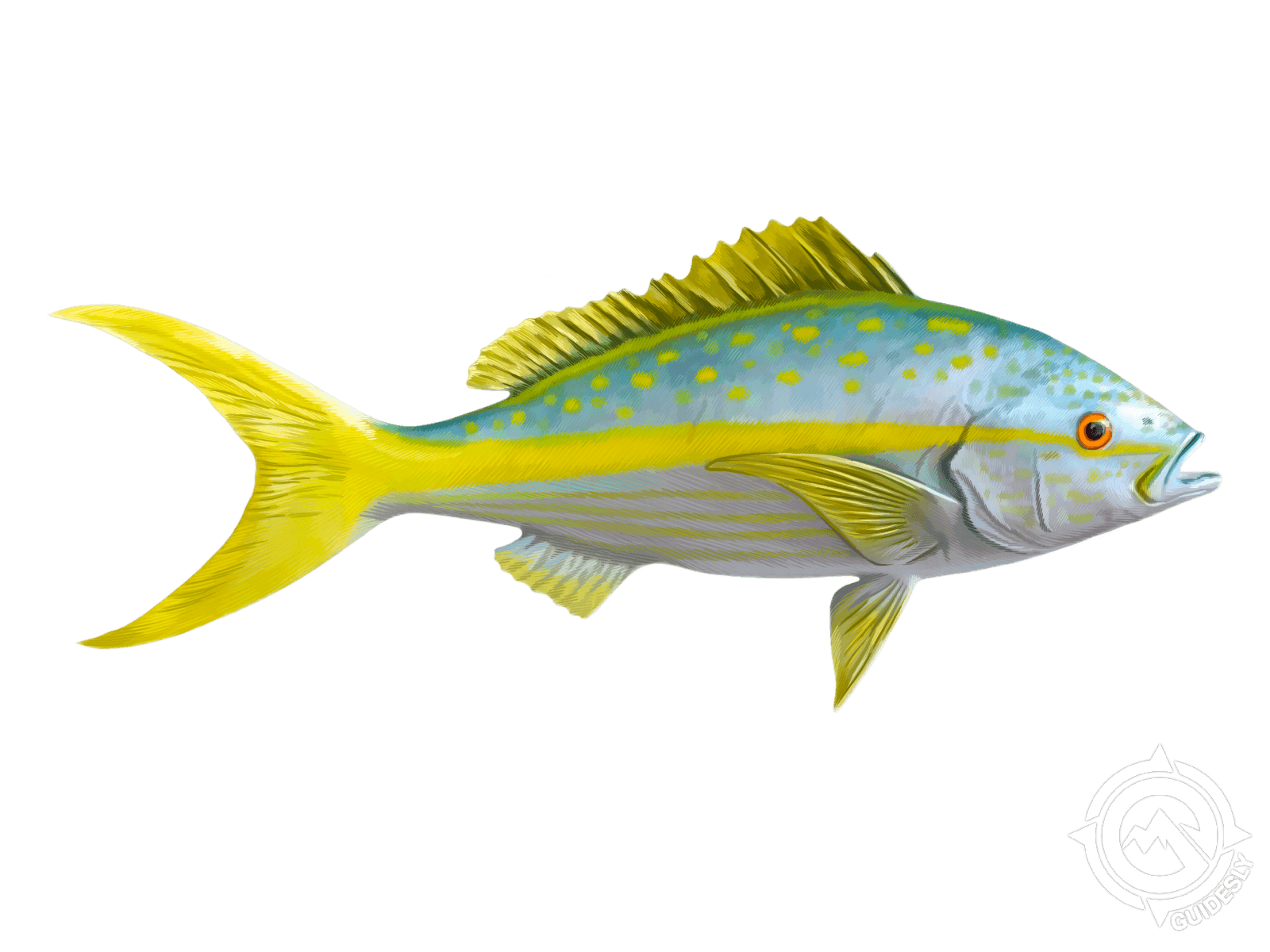 Yellowfin