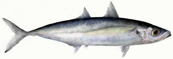 Mackerel Scad