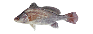 Freshwater Drum