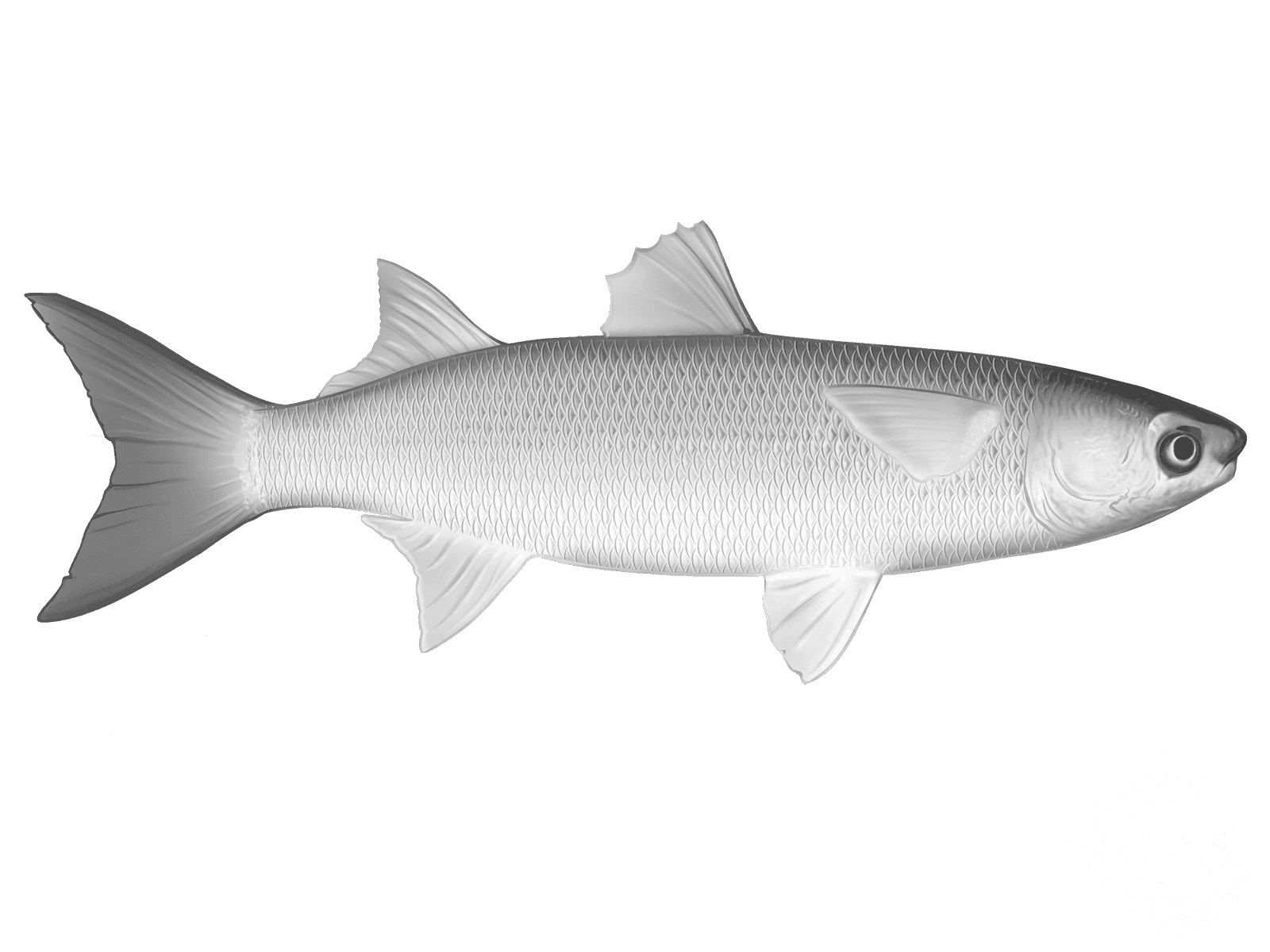 Flathead Grey Mullet