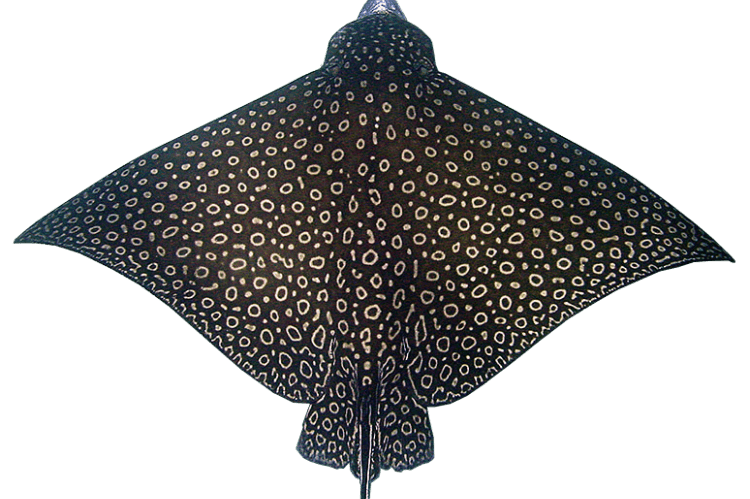 Whitespotted Eagle Ray