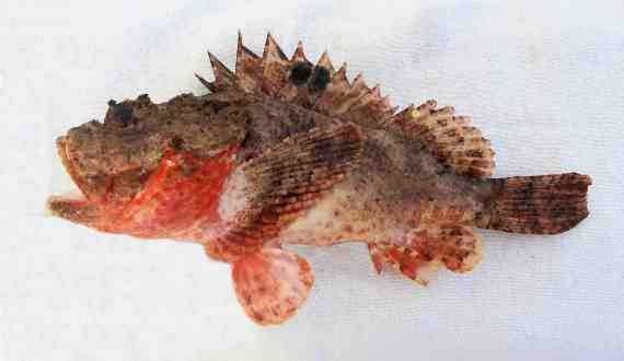 Pacific Spotted Scorpionfish