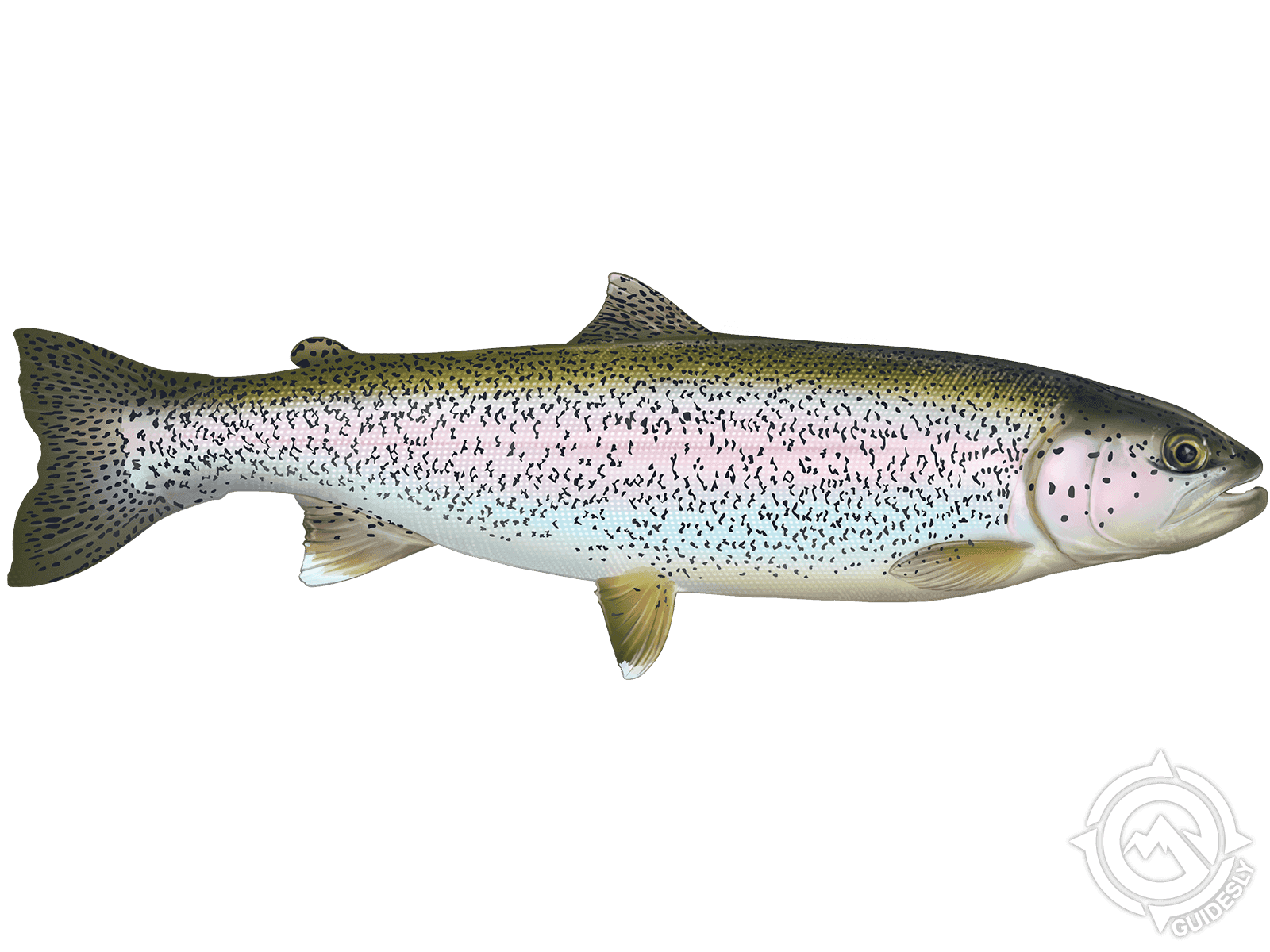 Rainbow Trout