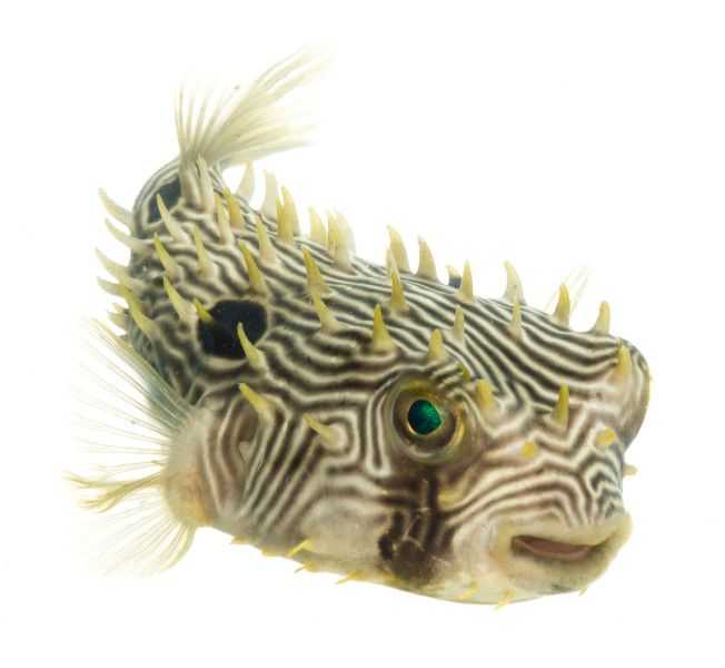 Striped Burrfish