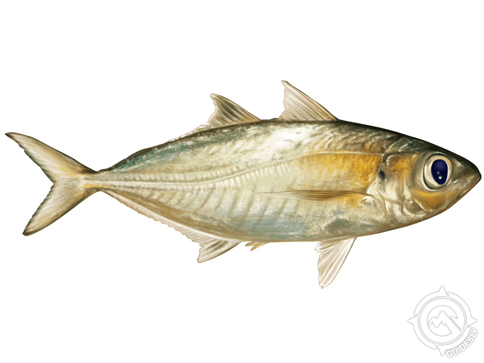 Bigeye Scad