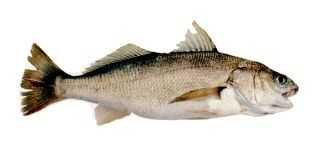 White Croaker