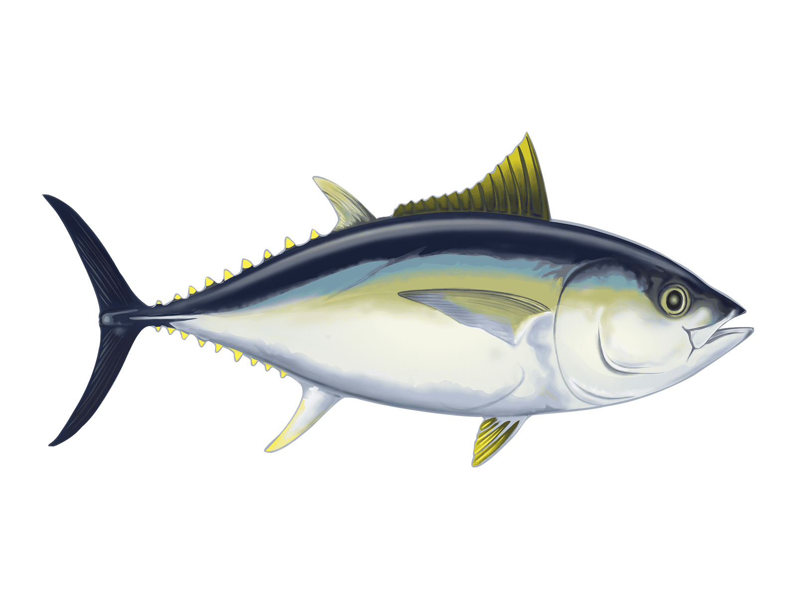 Bigeye Tuna