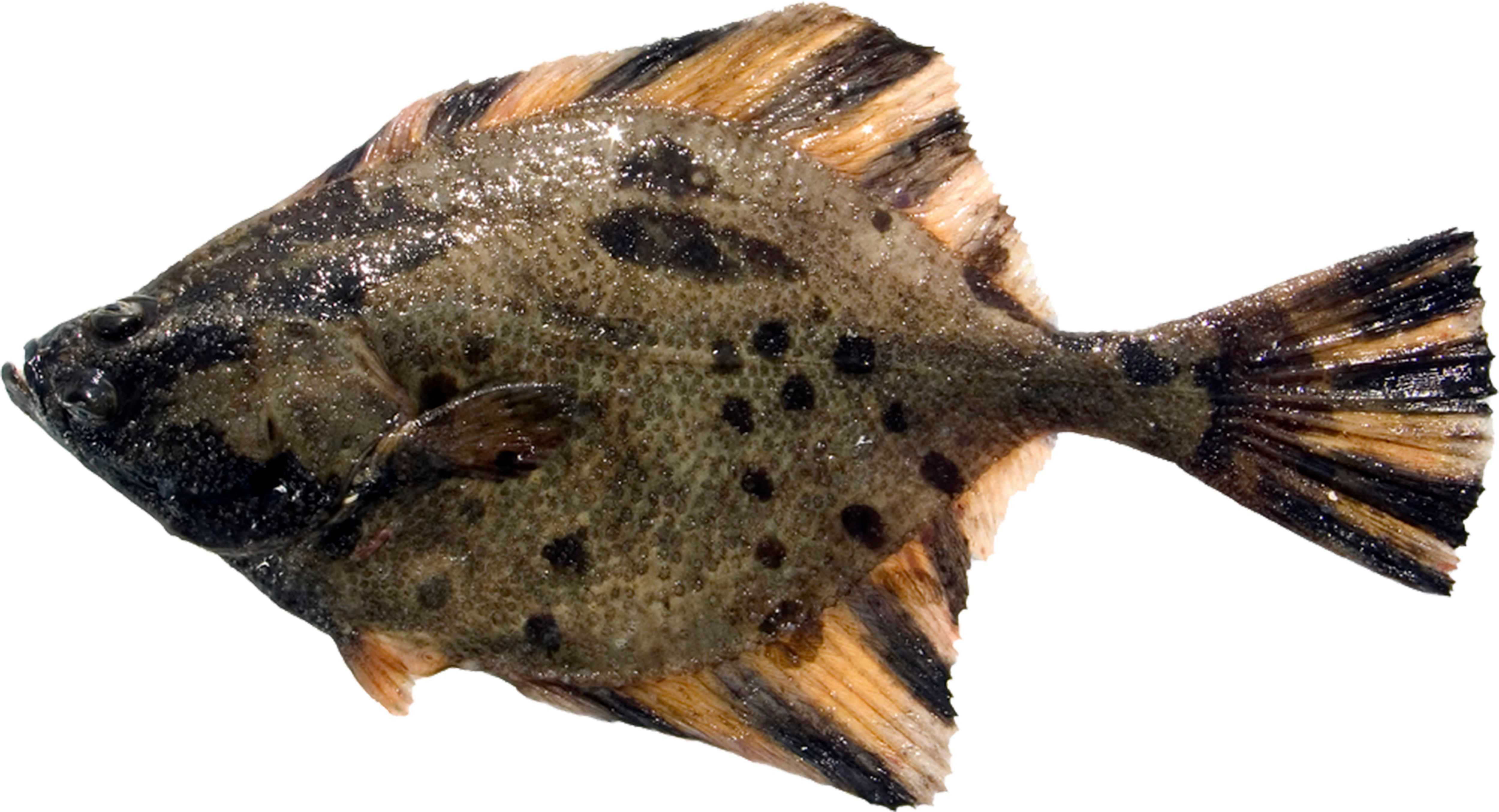 Starry Flounder