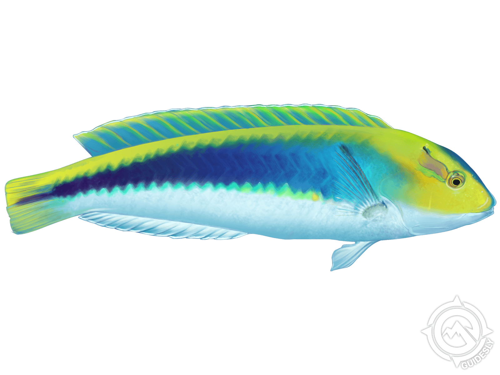 Yellowcheek Wrasse