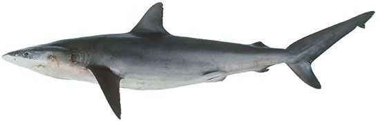 Dusky Shark