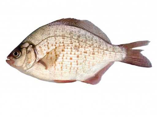 Calico Surfperch