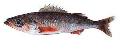 Shortbelly Rockfish