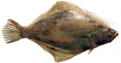 California Flounder