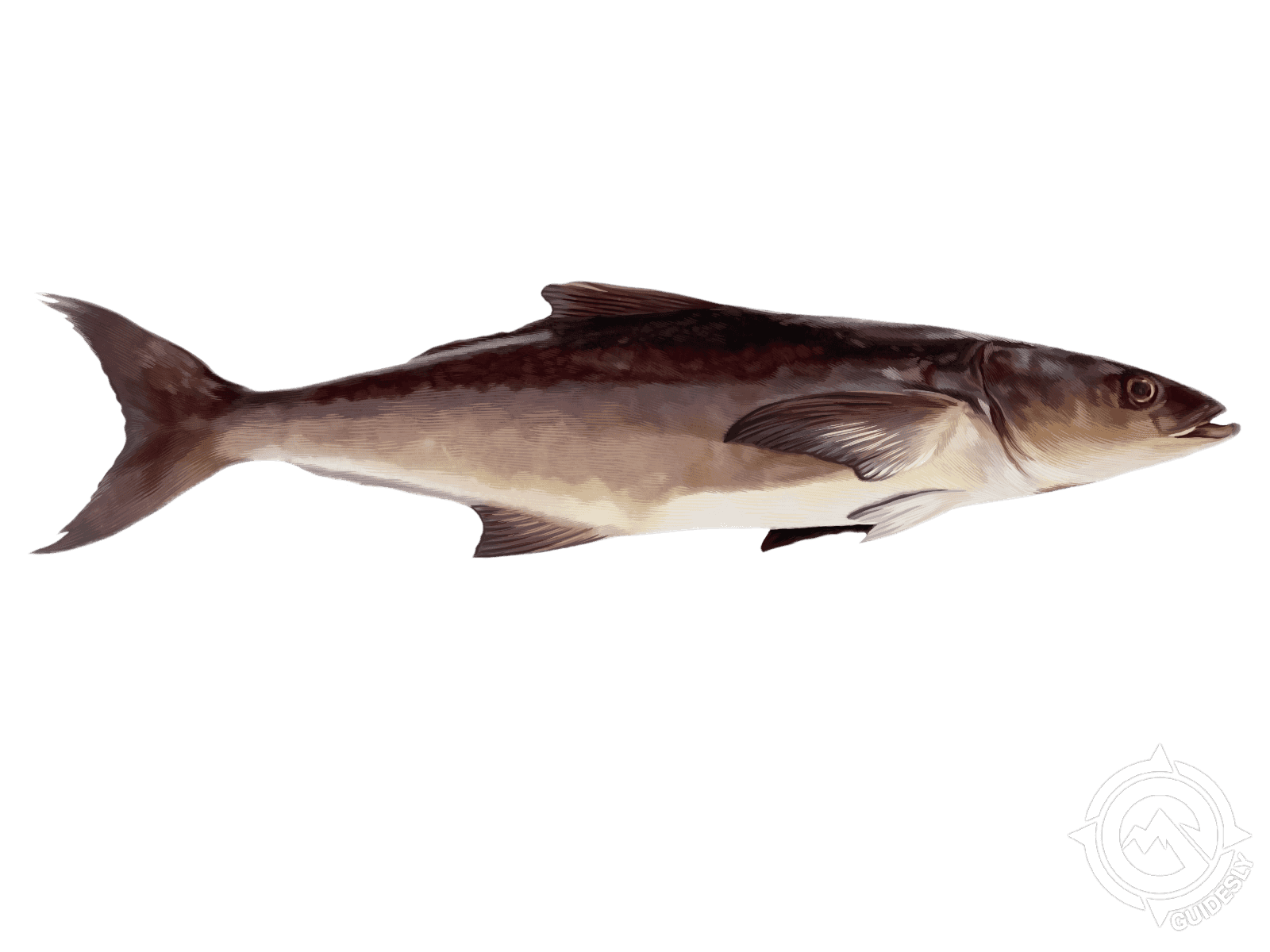 Cobia