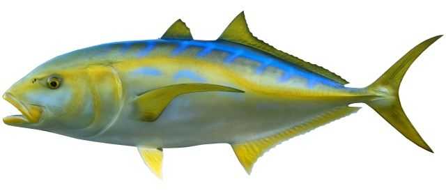 Yellow Jack