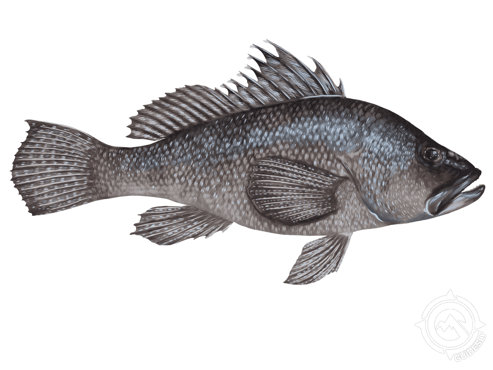 Black Sea Bass