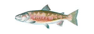 Chum Salmon