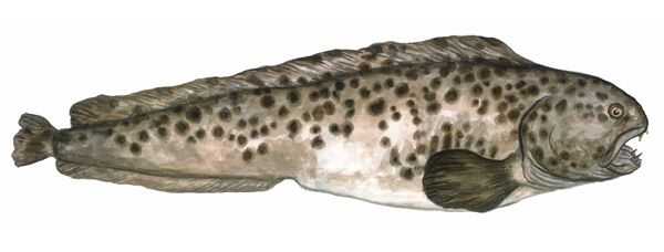 Spotted Wolffish