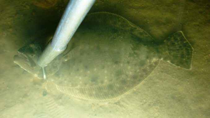 Flounder Gigging