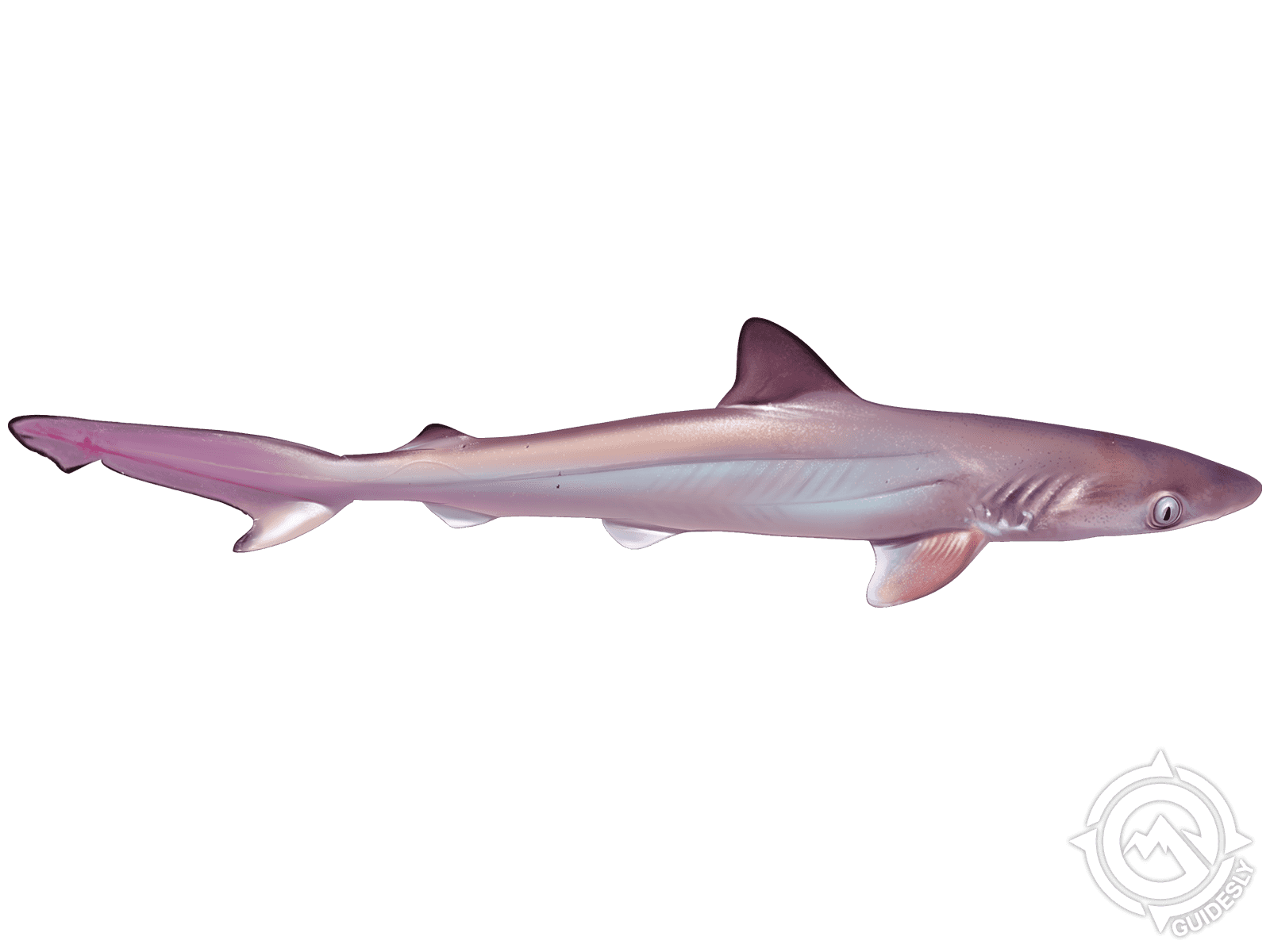 Atlantic Sharpnose Shark