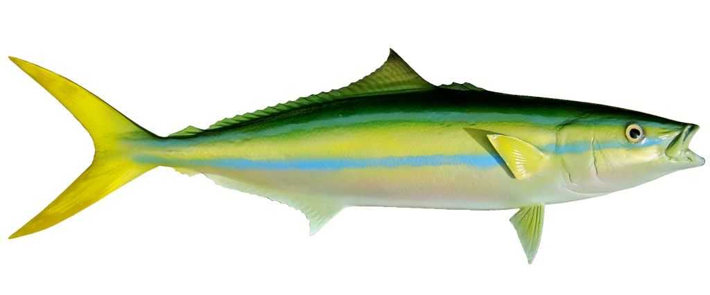 Rainbow Runner