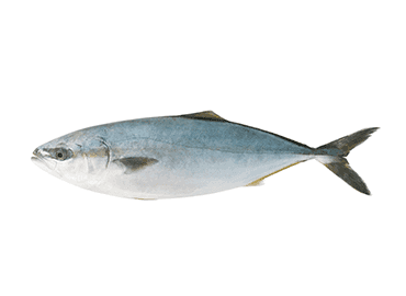 Longfin Yellowtail