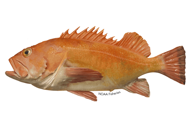 Yelloweye Rockfish