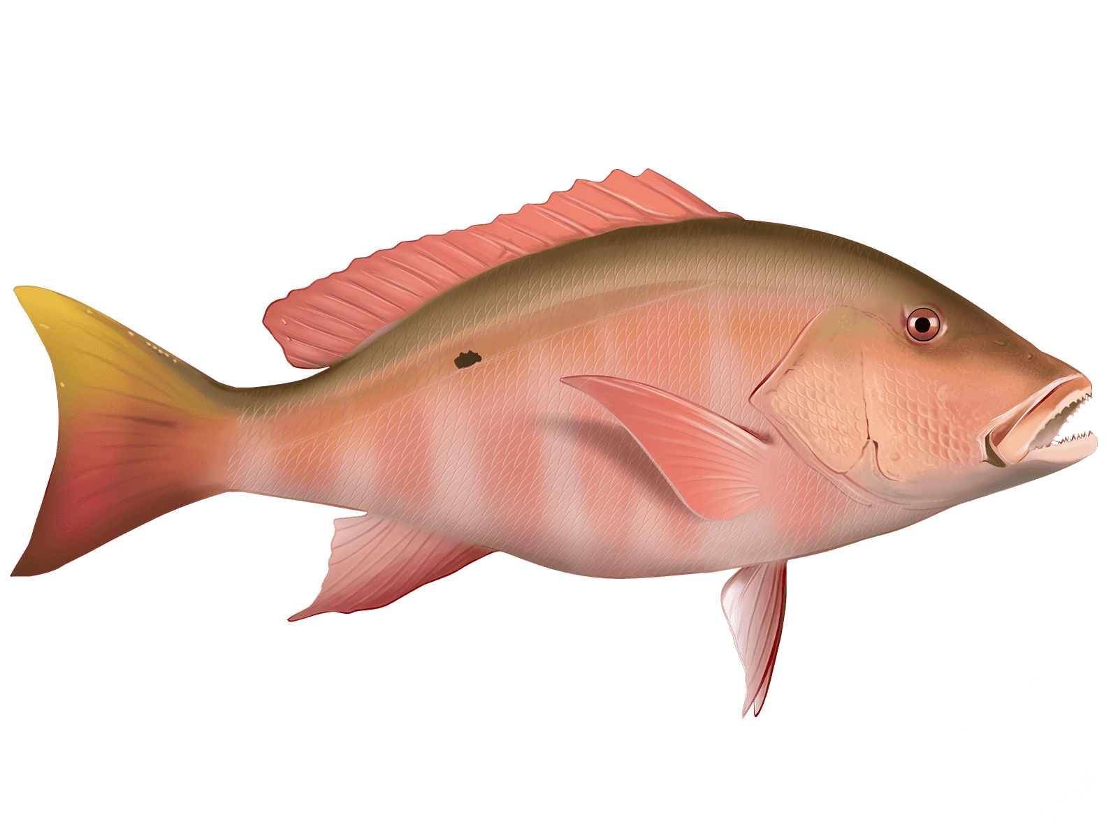 Mutton Snapper